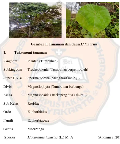 Gambar 1. Tanaman dan daun M.tanarius 
