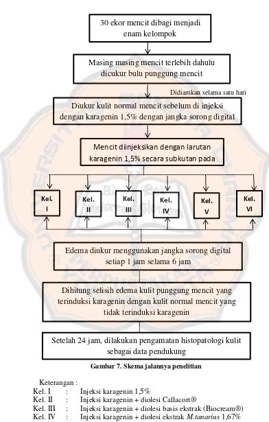 Gambar 7. Skema jalannya penelitian 