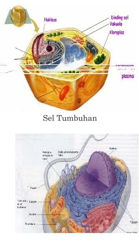 Tabel 2.1. Perbedaan sel prokariotik dan sel eukariotik