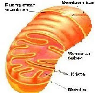 Gambar 2.5. Mitokondria (Campbell, et al 2006)                                                          7