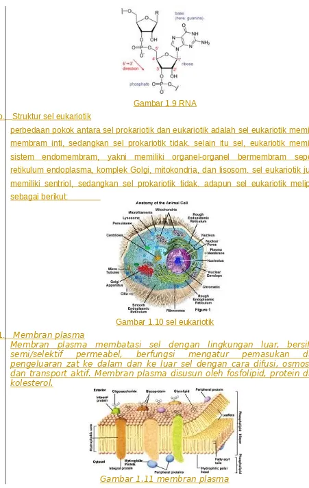 Gambar 1.9 RNA