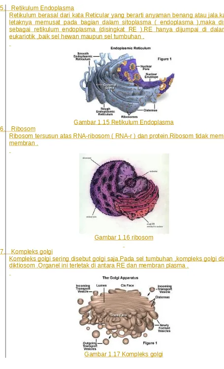 Gambar 1.15 Retikulum Endoplasma