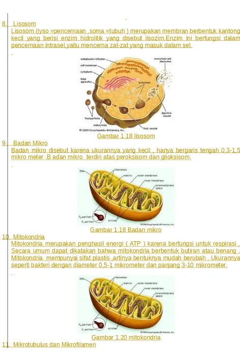 Gambar 1.18 lisosom