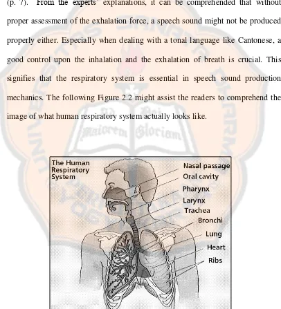 Figure 2.2 Human Respiratory System. http://www.emc.maricopa.edu/faculty/farabee/biobk/biobookrespsys.html#The Respiratory Taken from System and Gas 
