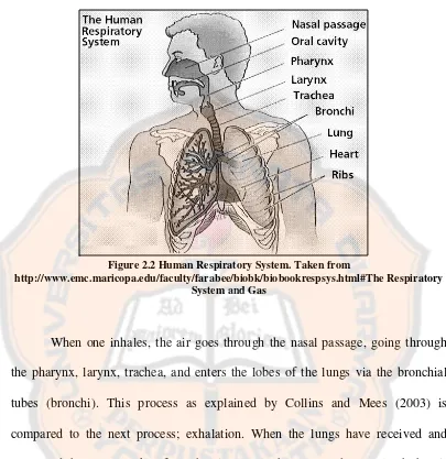 Figure 2.2 Human Respiratory System. Taken from 