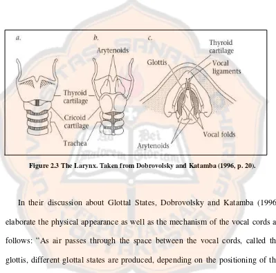 Figure 2.3 The Larynx. Taken from Dobrovolsky and Katamba (1996, p. 20). 
