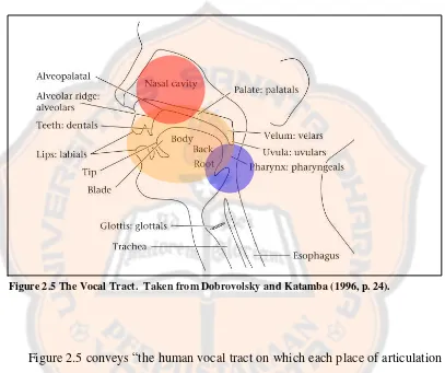 Figure 2.5 The Vocal Tract.  Taken from Dobrovolsky and Katamba (1996, p. 24).  