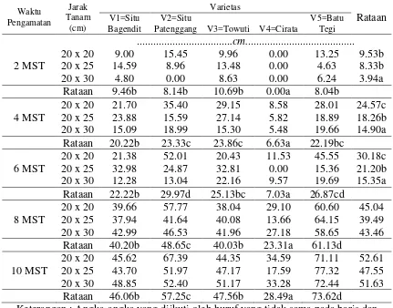 Tabel 1. Rataan tinggi tanaman (cm) saat 2 – 10 mst pada perlakuan jarak tanam dan varietas  