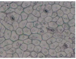Gambar 3. Struktur sel epidermis dan stomata daun vanili (Vanilla planifolia) 