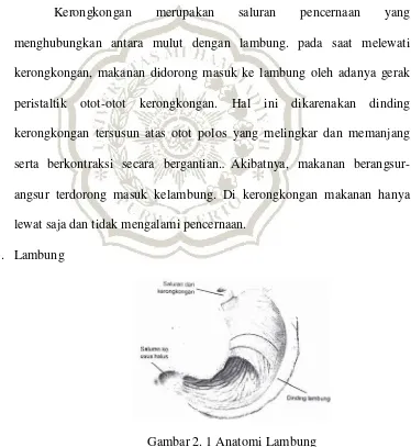 Gambar 2. 1 Anatomi Lambung 