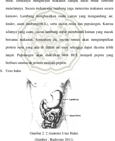 Gambar 2. 2 Anatomi Usus Halus  