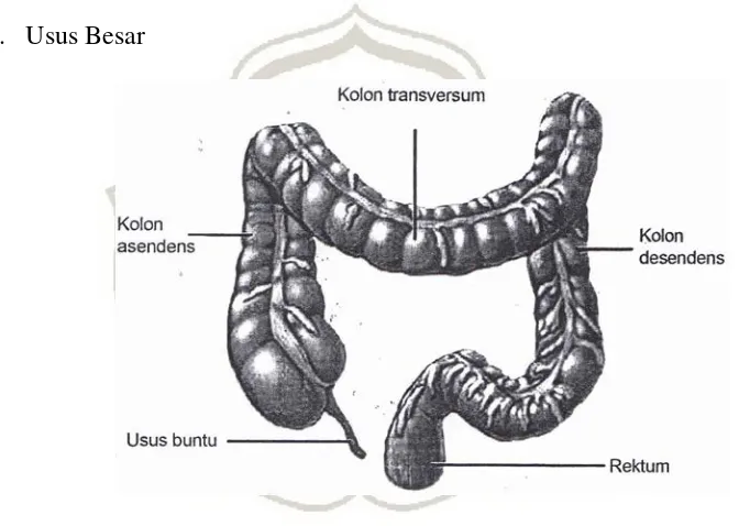 Gambar 2. 3 Anatomi Usus Besar  