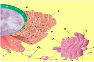 Gambar 3. Organel sel tumbuhan : (1) Nukleus, (2) Pori-pori nuklear, (3). RE kasar, (4) RE halus, (5) Ribosom pada RE kasar, (6) Protein yang ditranspor, (7) Vesikel transpor, (8) Badan golgi, (9) Bagian cis dari badan golgi, (10) Bagian trans dari badan golgi dan (11) Cisternae badan golgiBadan golgi.