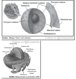 Gambar Inti sel (nukleus).