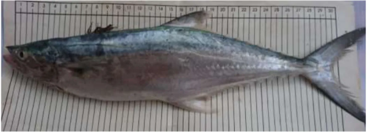 Gambar 1. Ikan tenggiri Papua (S. multiradiatus). 