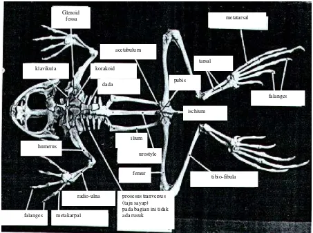 Gambar 4.12  Rangka katak tampak ventral, selain  vertebrae yang khas, ada beberapa bagian tulang yang menyatu