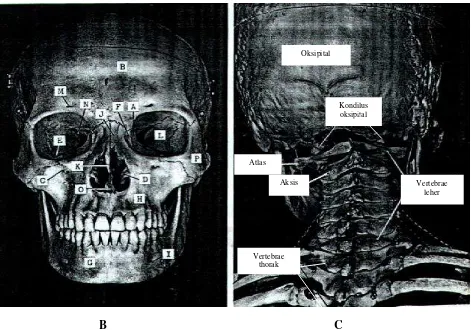 Gambar 4.8  Tulang-tulang yang menyusun tengkorak, tengkorak tampak samping (A), tulang-tulang muka (B), tengkorak tampak belakang dan hubungannya dengan tulang vertebrae leher (Sumber:  Rust, 1983)