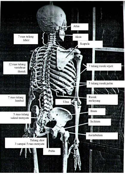 Gambar 4.9 Rangka manusia tampak dorsal (Sumber:  Rust, 1983). 