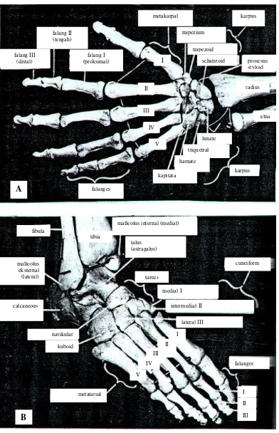 Gambar 4.9  Tulang-tulang yang menyusun tangan kiri (A) dan kaki kanan manusia (B), tampak dorsal (Sumber:  Rust, 1983)