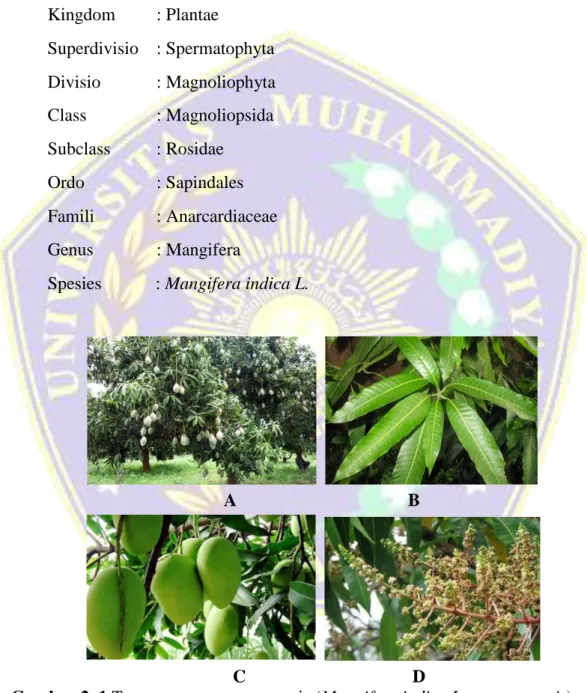 Gambar 2. 1 Tanaman mangga arumanis (Mangifera indica L. var arumanis)  (Bishnu, 2014 ; Erica, 2013) 