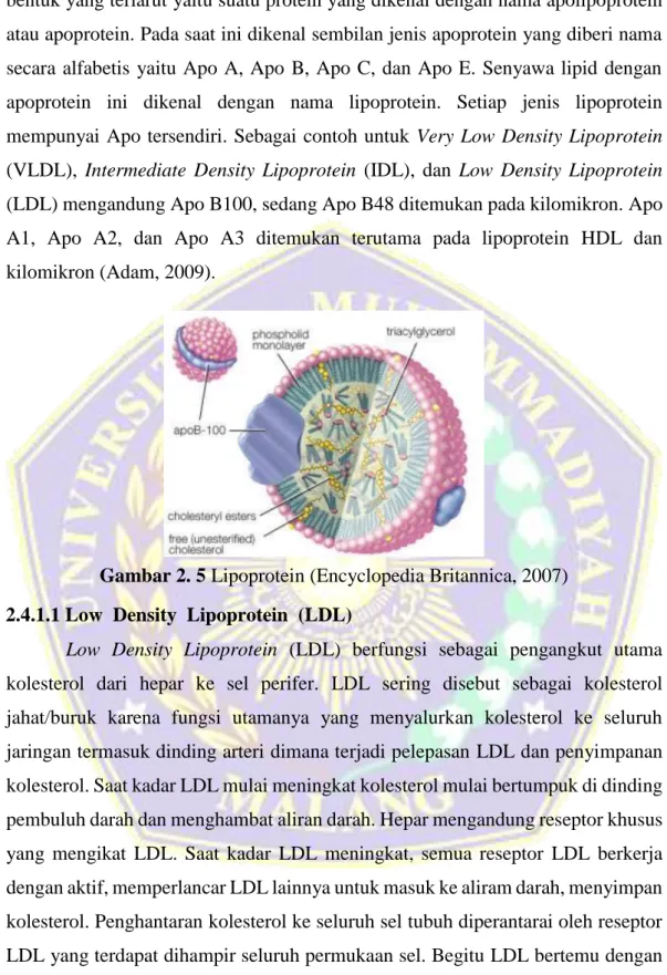 Gambar 2. 5 Lipoprotein (Encyclopedia Britannica, 2007)  2.4.1.1 Low  Density  Lipoprotein  (LDL)  