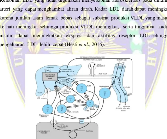 Gambar 2. 6 Metabolisme LDL dan VLDL (Hendrik, 2016)  2.4.1.2 High  Density  Lipoprotein  (HDL)  