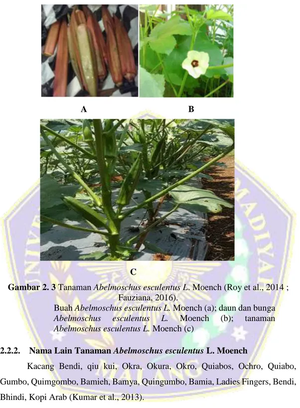 Gambar 2. 3 Tanaman Abelmoschus esculentus L. Moench (Roy et al., 2014 ;  Fauziana, 2016)