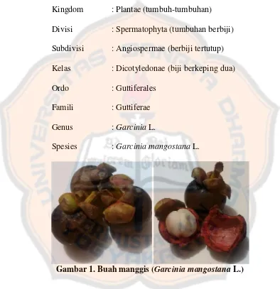 Gambar 1. Buah manggis (Garcinia mangostana L.)