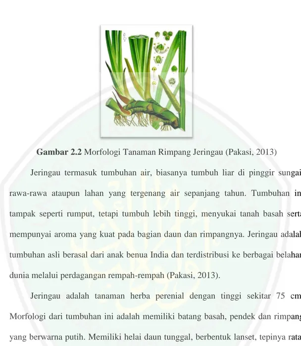 Gambar 2.2 Morfologi Tanaman Rimpang Jeringau (Pakasi, 2013) 