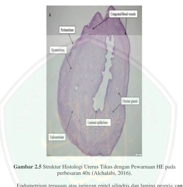 Gambar 2.5 Struktur Histologi Uterus Tikus dengan Pewarnaan HE pada  perbesaran 40x (Alchalabi, 2016)
