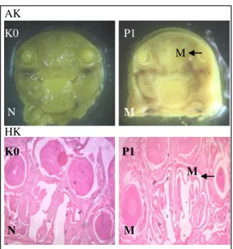 Gambar 2. Anatomi dan Histologi Kraniofacial  pada  Mikrophthalmia.  HK: 