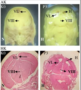 Gambar 3. Anatomi dan Histologi Kraniofacial  pada Hidrocephalus. HK: Histologi  kraniofacial,  AK:  Anatomi  kraniofacial,  N:  Normal,  H: 