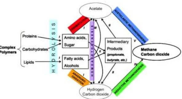 Gambar 2.1 Degradasi Anaerobik Suatu Material Polimer mengindikasikan: I. bakteri fermentasi, II