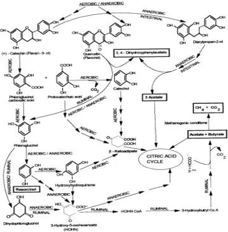 Gambar 2.11 Mekanisme Degradasi Tannins (Tej K Bhat dkk, 1998) 