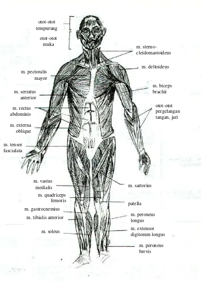 Gambar 4.14 Otot-otot yang menyusun tubuh manusia, tampak depan (Sumber : Kurnadi, 1988)