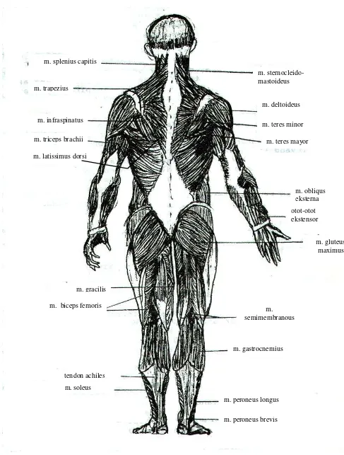 Gambar 4.15 Otot-otot yang menyusun tubuh manusia, tampak belakang (Sumber : Kurnadi, 1988)