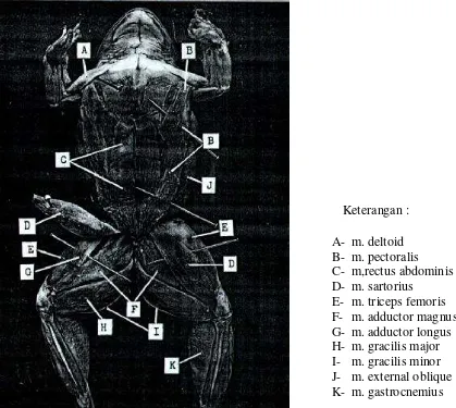 Gambar 4.16 Otot-otot yang menyusun tubuh  katak, tampak ventral (Sumber : Rust 1983)