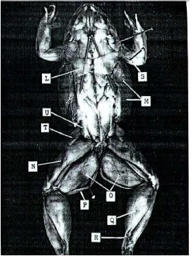 Gambar 4.17 Otot-otot yang menyusun tubuh  katak, tampak dorsal (Sumber : Rust 1983). 