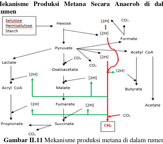 Gambar II.11 Mekanisme produksi metana di dalam rumen 