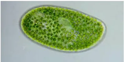 Gambar II.1  Microalgae Chlorella sp. 