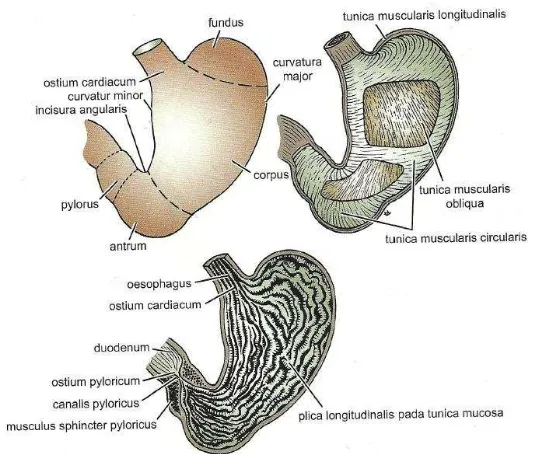 Gambar 2.1. Struktur dan Bagian – Bagian dari Lambung Sumber : Anatomi Klinis Berdasarkan Regio, Snell, 2014 