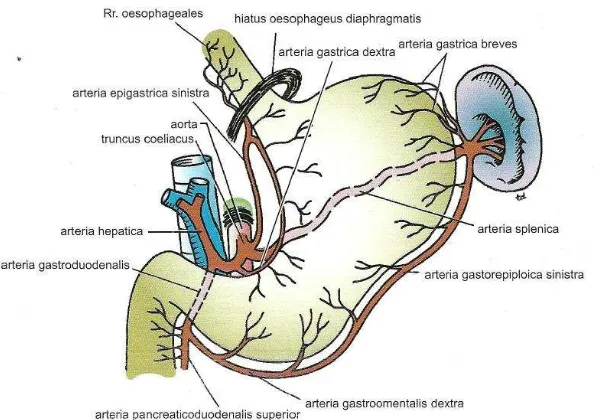 Gambar 2.2. Sistem Arteri Pada Lambung Sumber : Anatomi Klinis Berdasarkan Regio, Snell, 2014 