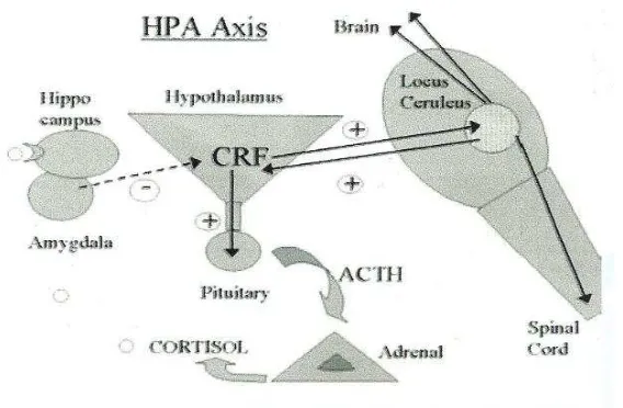 Gambar 2.6. Hypothalamic – Pituitary – Adrenal Axis 