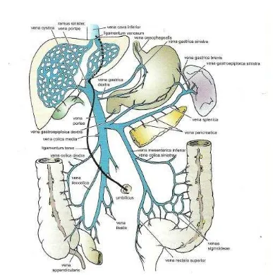Gambar 2.3. Sistem Vena Pada Lambung Sumber : Anatomi Klinis Berdasarkan Regio, Snell, 2014 