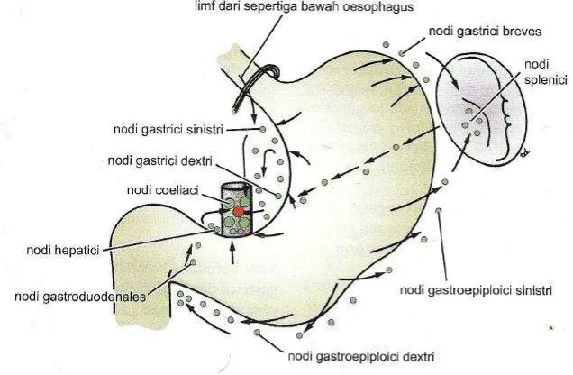 Gambar 2.4. Sistem Limfe Pada Lambung Sumber : Anatomi Klinis Berdasarkan Regio, Snell, 2014 