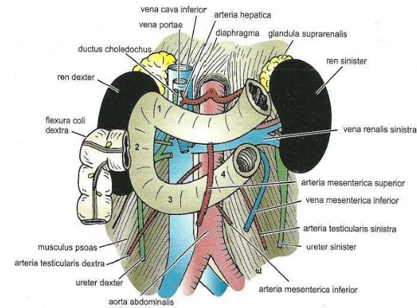 Gambar 2.5. Bagian – Bagian dari Duodenum Sumber : Anatomi Klinis Berdasarkan Regio, Snell, 2014 