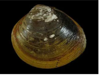 Gambar 8. Kerang Lokan.  Diambil dari www.yhshells.com 