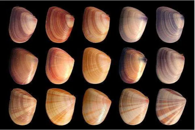 Gambar 4. Kerang jenis Donax sp. 