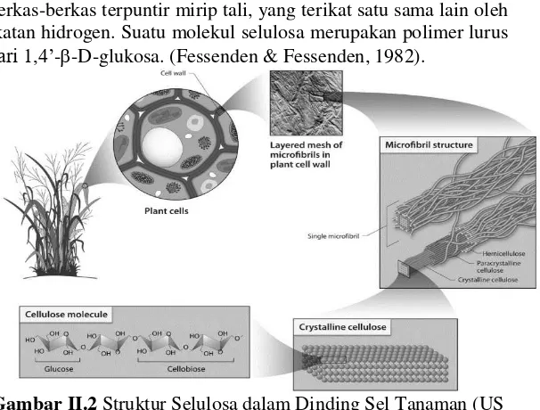 Gambar II.2 Struktur Selulosa dalam Dinding Sel Tanaman (US 