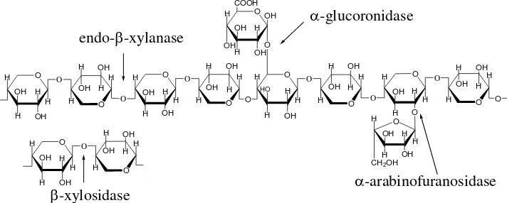 Gambar II.4 Struktur molekul hemiselulosa 